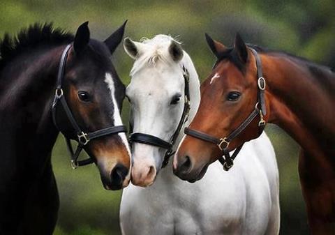 chevaux-trio.jpg?w=480